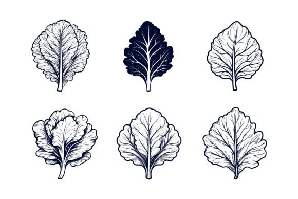 Redefining Visual Communication: How Lettuce Leaves and AI EPS Collections Empower Modern Creators